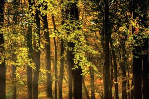 Licht