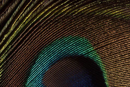 Een stukje van een pauwenveer