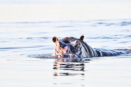 Hippo by Robert Styppa