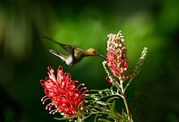 Der Kolibri und die Blume