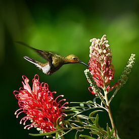 Le colibri et la fleur sur Catalina Morales Gonzalez