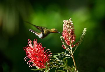 De kolibrie en de bloem