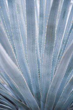 Pastel blauw grijze aloë vera plant. Botanische natuurfotografie, art print