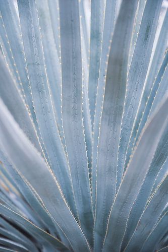 Pastel blauw grijze aloë vera plant. Botanische natuurfotografie, art print