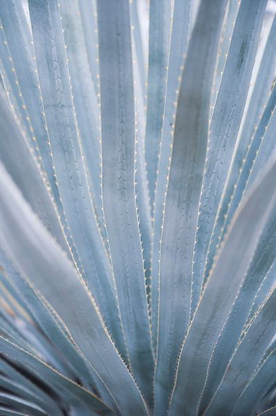 Blue gray leaves of the agave plant by Christa Stroo photography