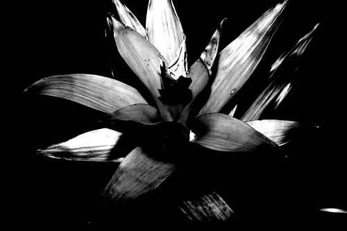 Eine schöne Pflanze, die ihrer Farbe beraubt wurde.