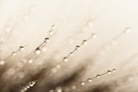 Abstract in taupe - beige: Water drops by Marjolijn van den Berg thumbnail