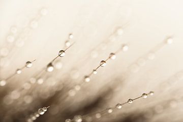 Abstract in taupe - beige: Water drops