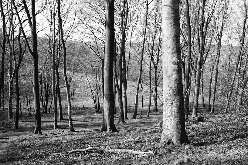 Forest by Peggy Neuteboom