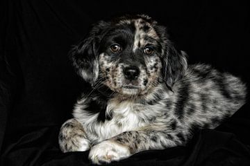 Australian Shepherd Welpe von Claudia Moeckel