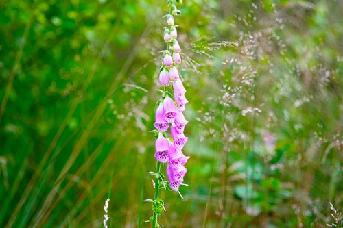 Roze vingerhoedskruid in stilte
