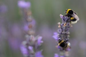 Hommels op Lavendel von Juliën van de Hoef