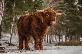 Schotse Hooglander in de sneeuw