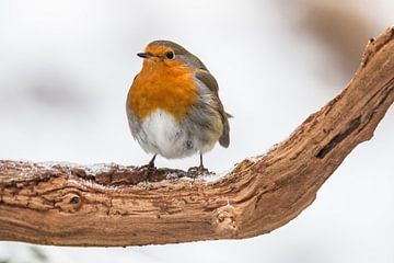 Robin in winter by Gert Hilbink