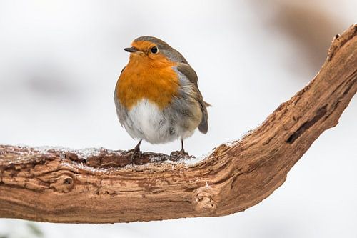 Roodborst in winter