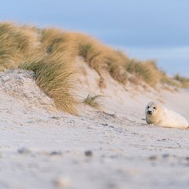 Sweet seal pup in the dunes von Chris van Riel