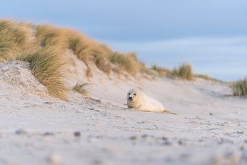 Donzig zeehondje in de duinen van Chris van Riel