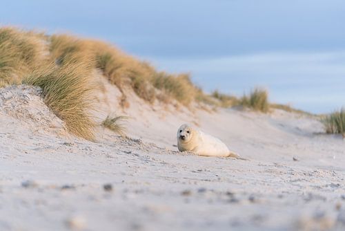 Donzig zeehondje in de duinen