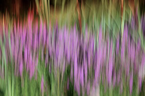 Abstracte natuur fotografie