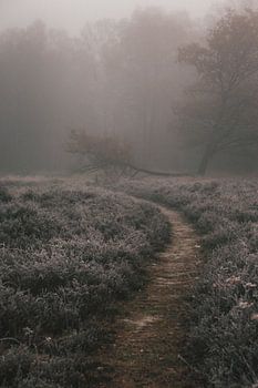 foggy forrest