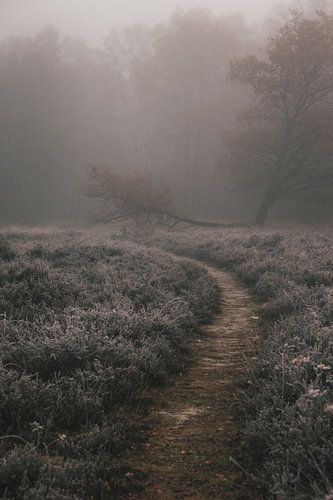 foggy forrest