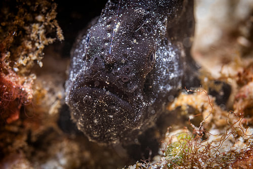 Anglerfish @ Komodo, Indonesia