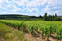 Burgundy vineyard on a sunny day