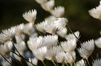 Witte bloemen