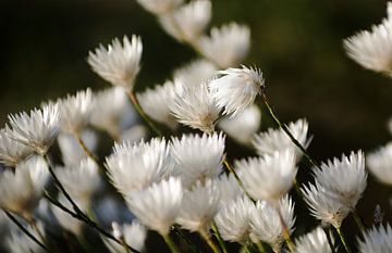 Witte bloemen van Minie Drost