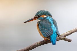 Kingfisher on branch by Jasper Kok