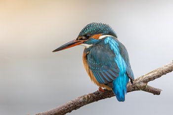 Kingfisher on branch