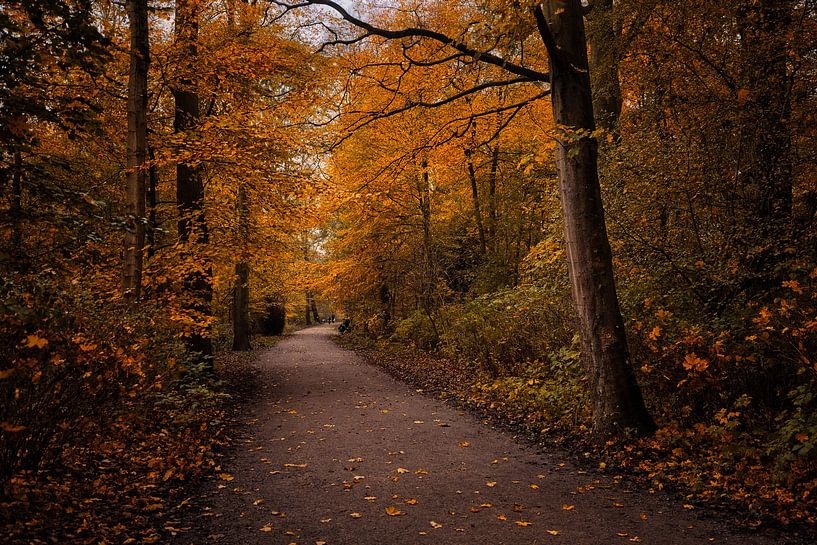 sentier d'automne par peterheinspictures