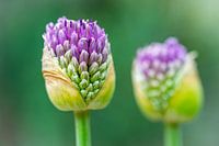 Flower macro