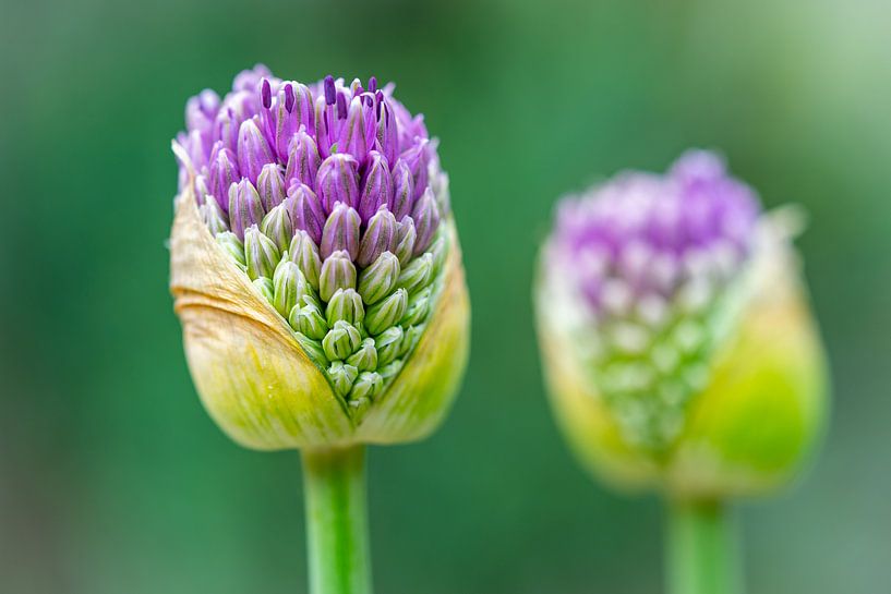 Flower macro by Yorick Titulaer