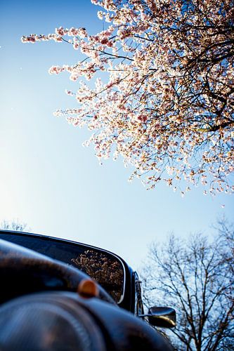 Beetle in the spring!