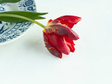 Red tulip on the edge of a plate by Mariska Vereijken