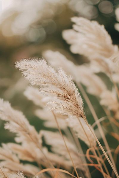 Soft Plumes in a Monochrome World by Imperial Art House