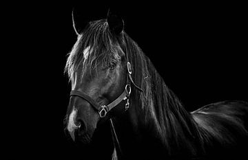 Paardenkop zwart en wit van Thomas Marx