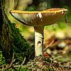 Natuur Paddestoelen van Johnny Flash
