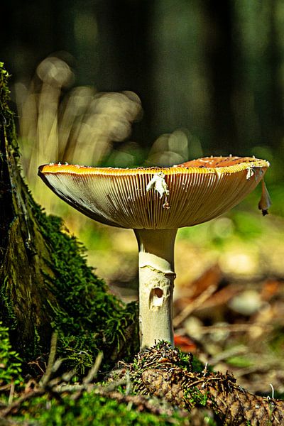 Nature mushrooms by Johnny Flash