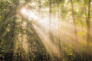 Buchenwaldlandschaft an einem nebligen Herbstmorgen von Sjoerd van der Wal Fotografie