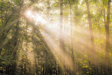 Beech tree forest landscape during a foggy autumn morning