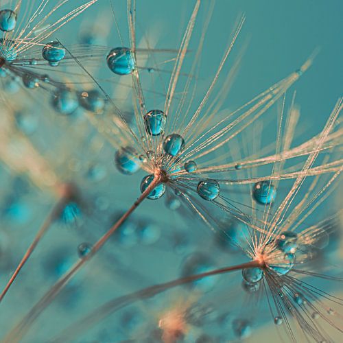 Abstract vierkantje: De druppeltjes rusten op een paardenbloem turquoise achtergrond