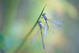 Anglerpanzerlibellen bei der Paarung von Moetwil en van Dijk - Fotografie