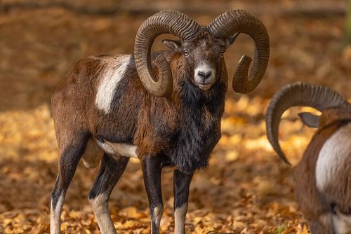 Moeflon (Ovis orientalis)