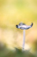 Herbst