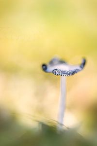 automne