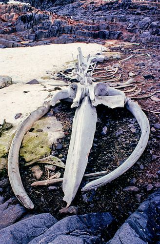 Hump choice skeleton - analogue photography!