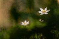 Wood anemone in atmospheric setting by Ingrid Aanen thumbnail