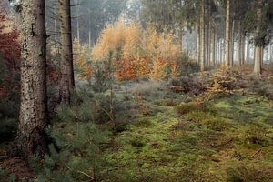 Mistig herfstbos met pastel tinten van Peter Bolman